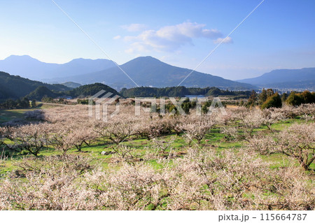 満開の梅園 115664787