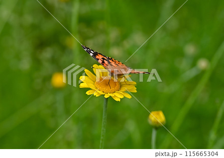 ヒメアカタテハ 115665304