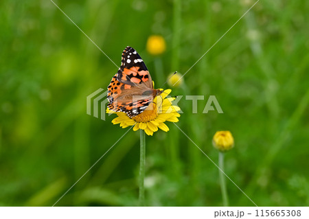 ヒメアカタテハ 115665308