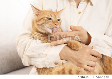 女性の指を舐める茶トラ猫 女性の指を舐める茶トラ猫 115665436