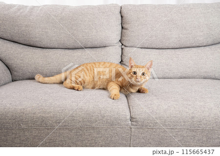 ソファーに寝そべる茶トラ猫 ソファーに寝そべる茶トラ猫 115665437
