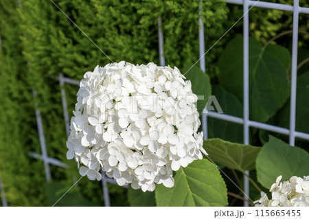 アメリカノリノキ（アメリカアジサイ）‘アナベル’ 115665455