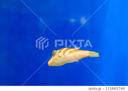 水槽内を泳ぐハナキンチャクフグ 115665740
