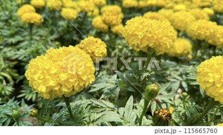 Close up view of Marigolds flowers Close up view of Marigolds flowers 115665760