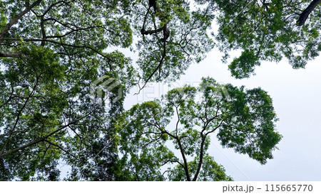 Look up view of tree tops leaves background Look up view of tree tops leaves background 115665770