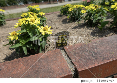 ジニア（百日草） プロフュージョン レモン色 115665797