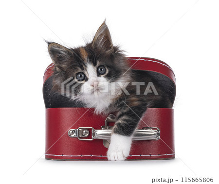 Maine Coon cat kitten on white 115665806