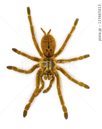 tarantula on white background 115665813