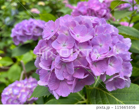 薄紫色の紫陽花の花 薄紫色の紫陽花の花 115665856