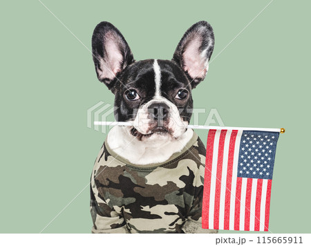 Adorable puppy dog, American Flag and military shirt Adorable puppy dog, American Flag and military shirt 115665911