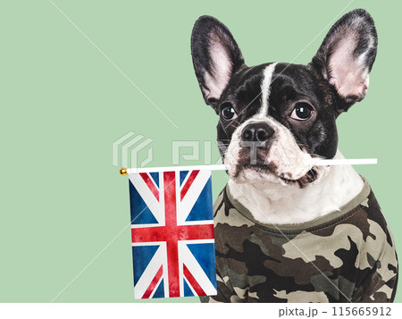 Adorable puppy dog, British Flag and military shirt 115665912