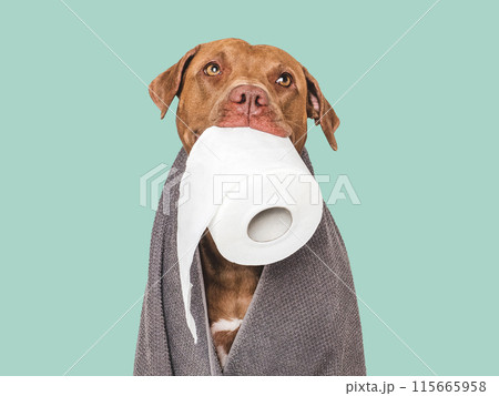 Cute brown dog holding a roll of toilet paper 115665958