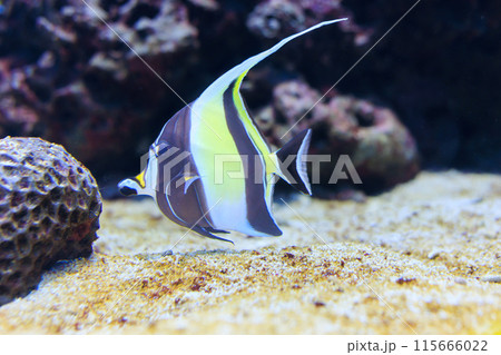 ツノダシ ツノダシ 115666022