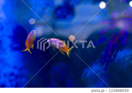 水槽内を泳ぐキンギョハナダイのメス 水槽内を泳ぐキンギョハナダイのメス 115666030