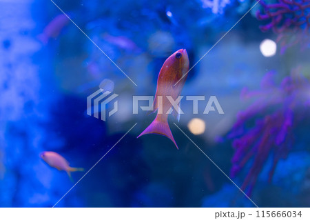 水槽内を泳ぐキンギョハナダイのメス 115666034