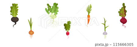 Root Vegetable Crop with Top Leaves Vector Set 115666305
