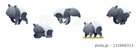 Cute Malayan Tapir as Asian Animal with White Patch and Short Nose Trunk in Different Pose Vector Set 115666313