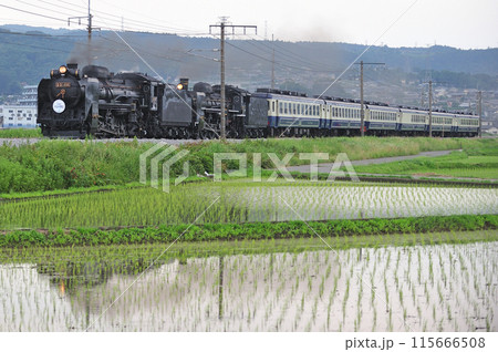 上越線　渋川ー八木原　JR東日本　D51-498+C57-180+12系　SL重連みなかみ物語 115666508