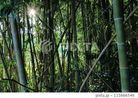 放置竹林イメージ 115666546