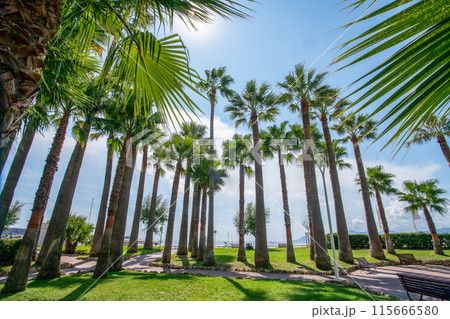 Amazing park of pine trees and palm trees in left part of Croisette . There celebrities go to bars and night clubs. Blurred motion people walking. Amazing park of pine trees and palm trees in left part of Croisette . There celebrities go to bars and night clubs. Blurred motion people walking. 115666580