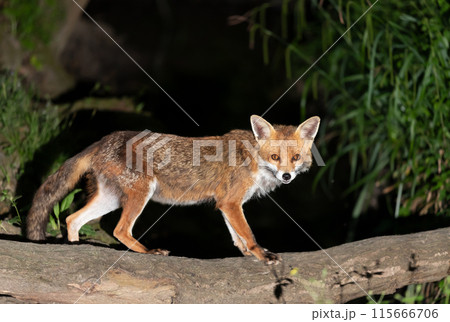 Portrait of a red fox standing on a tree in a forest at night 115666706