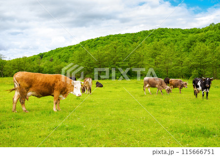 cow grazing on the meadow. cattle on the pasture near the forest. grassy carpathian countryside landscape in spring. sustainable rural scenery of ukraine cow grazing on the meadow. cattle on the pasture near the forest. grassy carpathian countryside landscape in spring. sustainable rural scenery of ukraine 115666751