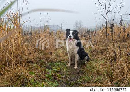 Pet activity. Cute puppy dog border collie sitting in autumn park forest outdoor. Pet dog on walking in foggy autumn fall day. Dog walking. Hello Autumn cold weather concept Pet activity. Cute puppy dog border collie sitting in autumn park forest outdoor. Pet dog on walking in foggy autumn fall day. Dog walking. Hello Autumn cold weather concept 115666771