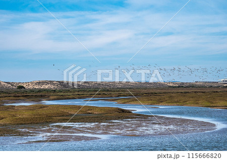 Landscape view of Parque Natural da Ria Formosa near Faro, Portugal 115666820