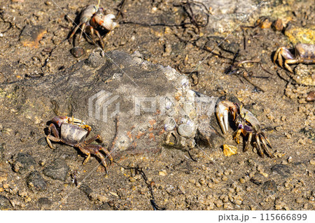Fiddler Crab, Uca pugnax or tangeri at Ria Formosa Nature Park, Algarve. Portugal. Fiddler Crab, Uca pugnax or tangeri at Ria Formosa Nature Park, Algarve. Portugal. 115666899