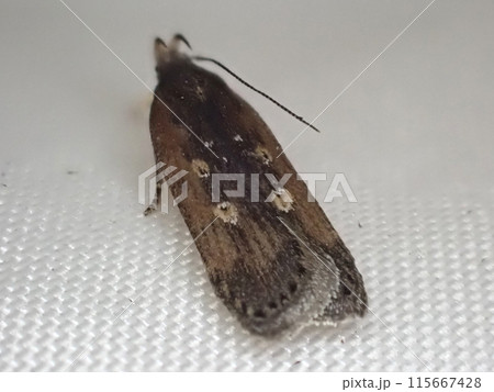 翅の4つの点が特徴的な、イモキバガ。 翅の4つの点が特徴的な、イモキバガ。 115667428