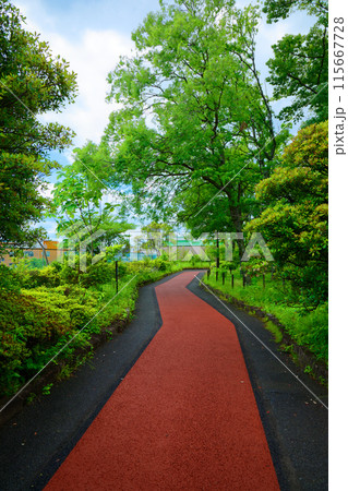 荒川自然公園の遊歩道と若葉に新緑 ホオノキ アキニレなど 荒川自然公園の遊歩道と若葉に新緑 ホオノキ アキニレなど 115667728