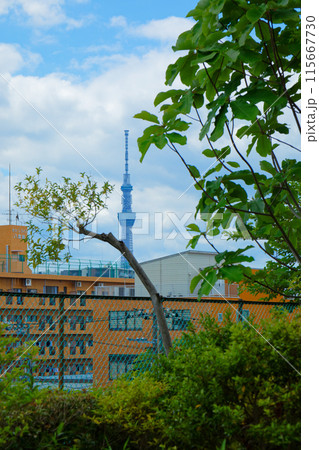 ホオノキの葉と東京スカイツリー 荒川自然公園より望む ホオノキの葉と東京スカイツリー 荒川自然公園より望む 115667730