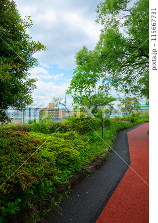 荒川自然公園の遊歩道と若葉に新緑　スカイツリー　ホオノキ　アキニレなど 115667731