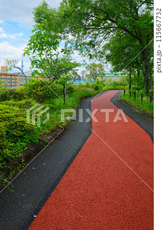 荒川自然公園の遊歩道と若葉に新緑 スカイツリー ホオノキ アキニレなど 荒川自然公園の遊歩道と若葉に新緑 スカイツリー ホオノキ アキニレなど 115667732