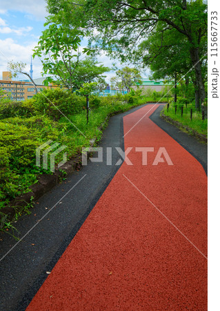 荒川自然公園の遊歩道と若葉に新緑 スカイツリー ホオノキ アキニレなど 荒川自然公園の遊歩道と若葉に新緑 スカイツリー ホオノキ アキニレなど 115667733