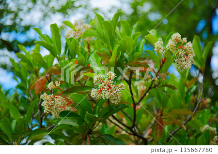 サンゴジュの花と若葉に新緑 荒川自然公園 サンゴジュの花と若葉に新緑 荒川自然公園 115667780