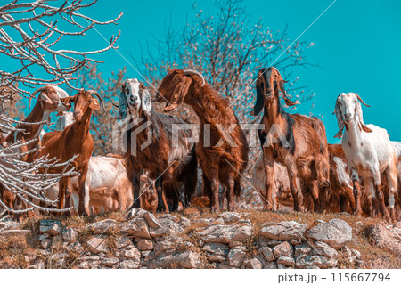 Herd of authentic Cypriot goats grazing on mountain pasture Herd of authentic Cypriot goats grazing on mountain pasture 115667794