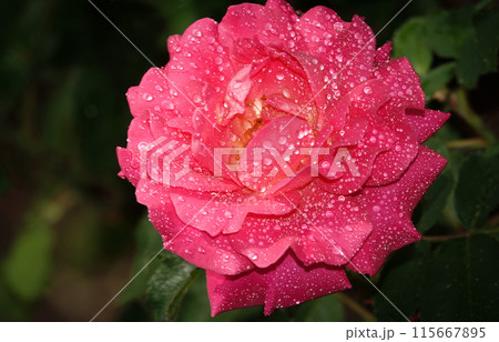 Pink rose flower close-up - is a perennial bush plant, family Rosaceae, genus rose hips Pink rose flower close-up - is a perennial bush plant, family Rosaceae, genus rose hips 115667895