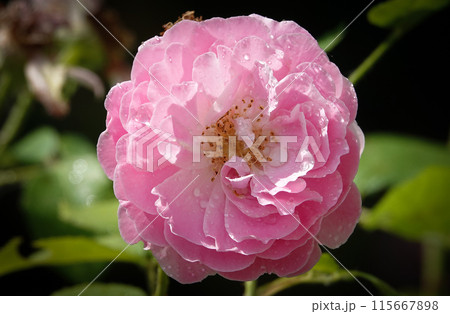 Pink rose flower close-up - is a perennial bush plant, family Rosaceae, genus rose hips 115667898
