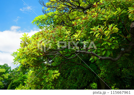 タブノキの実と若葉に新緑　荒川自然公園 115667961