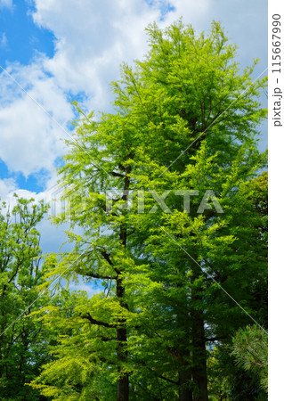 ラクウショウの木の若葉に新緑 荒川自然公園 ラクウショウの木の若葉に新緑 荒川自然公園 115667990