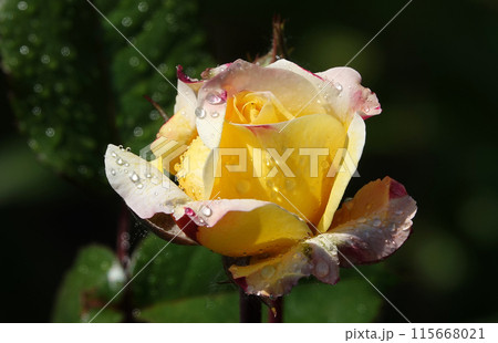 Yellow Rose flower close-up - is a perennial bush plant, family Rosaceae, genus Rosa 115668021