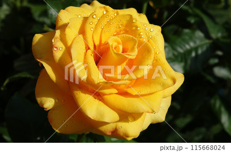 Yellow Rose flower close-up - is a perennial bush plant, family Rosaceae, genus Rosa Yellow Rose flower close-up - is a perennial bush plant, family Rosaceae, genus Rosa 115668024