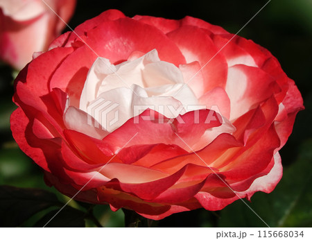 Flower of two-color white-pink Rose close-up - is a perennial bush plant, family Rosaceae, genus Rosa 115668034