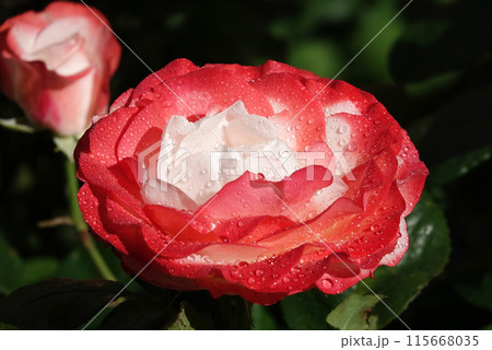 Flower of two-color white-pink Rose close-up - is a perennial bush plant, family Rosaceae, genus Rosa 115668035
