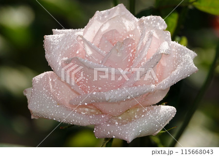 Cream rose flower close-up is a perennial bush plant, family Rosaceae, genus Rosa 115668043