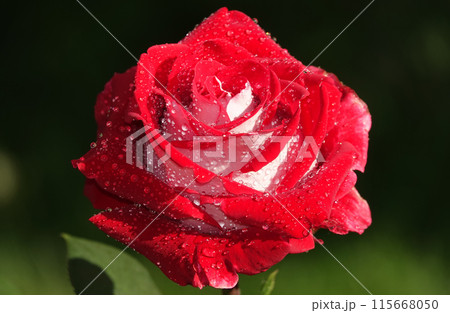 Red rose flower close-up is a perennial bush plant, family Rosaceae, genus Rosa Red rose flower close-up is a perennial bush plant, family Rosaceae, genus Rosa 115668050
