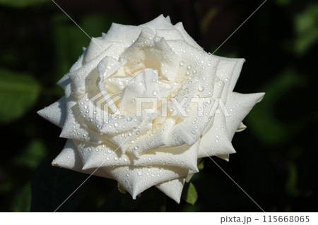 White rose flower close-up is a perennial bush plant, family Rosaceae, genus rose hips White rose flower close-up is a perennial bush plant, family Rosaceae, genus rose hips 115668065
