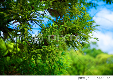 スギの木の実と若葉に新緑　荒川自然公園 115668072