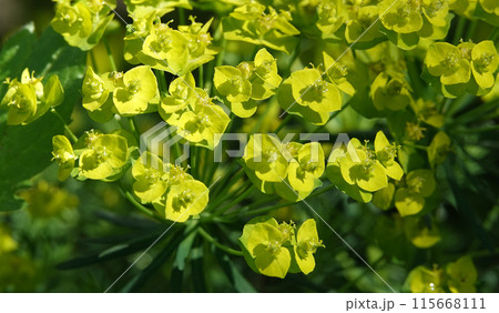 Euphorbia is a plant with green flowers growing in spring in Ukraine. Euphorbia is a plant with green flowers growing in spring in Ukraine. 115668111
